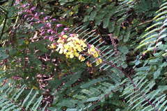 Caesalpinia mimosoides